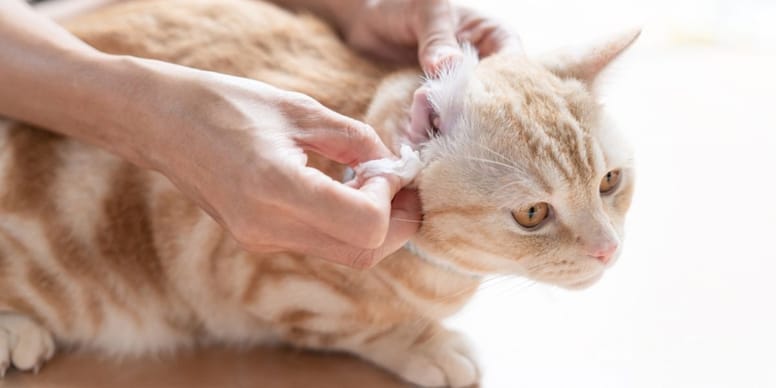 Ácaros en los oídos de los gatos remedios caseros